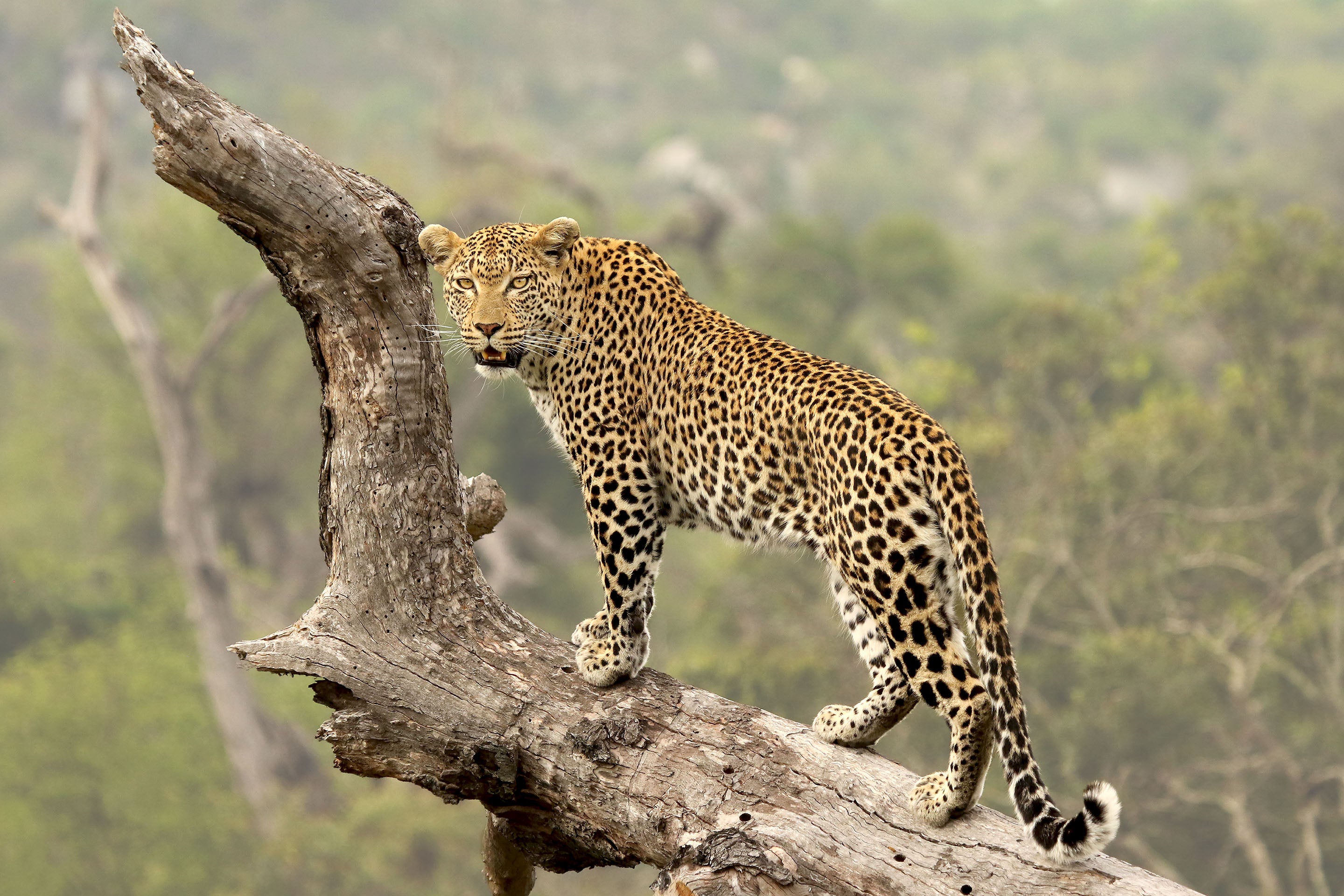 High Places