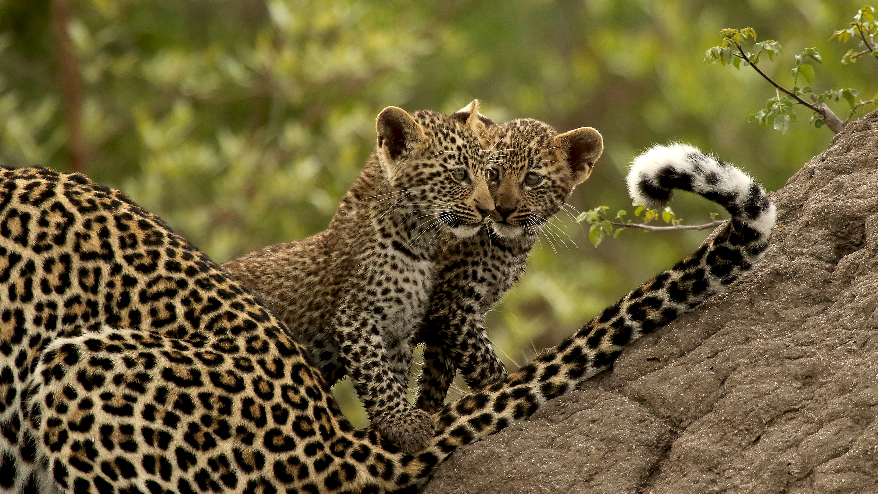 Mischievous Siblings