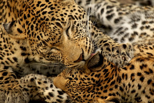 Mother leopard caressing younger leopard